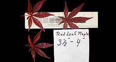 Leaf Size Before defoliation